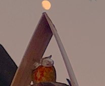 ����� �����