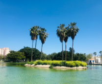 ������ �����������