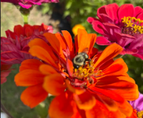 ����� �����