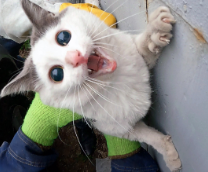 ������ �������