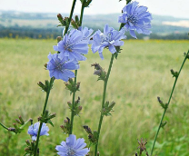 ������ ��������