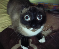 ��� ��������