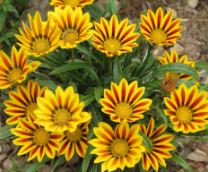 ������� ����������